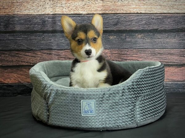 Pembroke Welsh Corgi-DOG-Female-Black and Tan-24401-Petland Scottsdale, Arizona