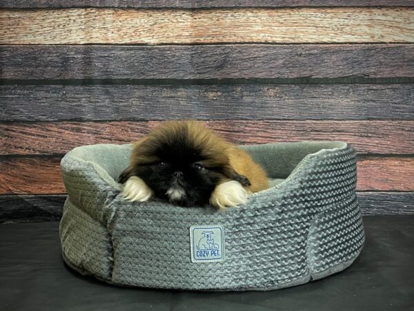 Pekingese-DOG-Female-Red-24400-Petland Scottsdale, Arizona