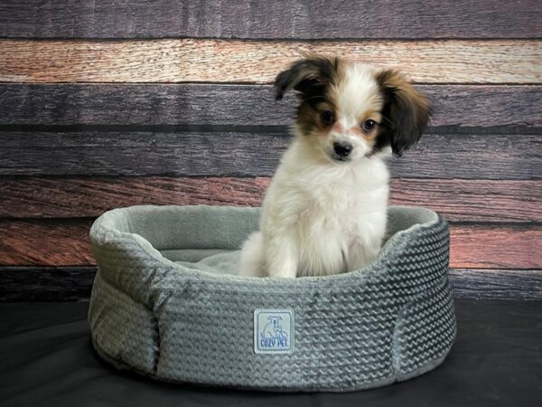 Papillon-DOG-Female-White and Sable-24399-Petland Scottsdale, Arizona