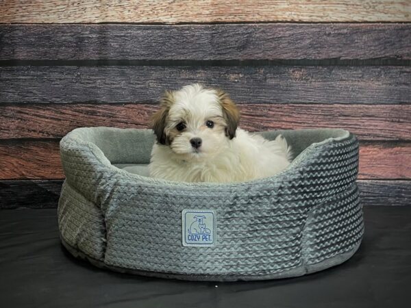Havanese-DOG-Male-Gold Sable-24398-Petland Scottsdale, Arizona