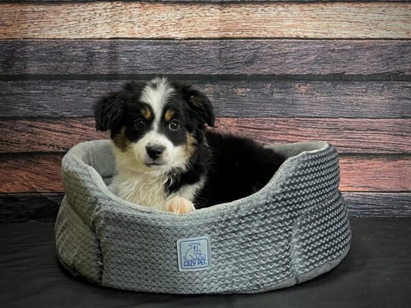 Toy Australian Shepherd-DOG-Female-Black Brown and White-24397-Petland Scottsdale, Arizona