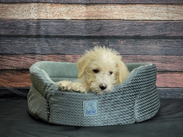 Schnoodle-Poo-DOG-Male-Cream-24396-Petland Scottsdale, Arizona