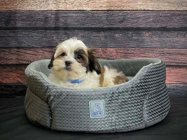 Maltese/Shih Tzu-DOG-Male-Gold and White-24395-Petland Scottsdale, Arizona