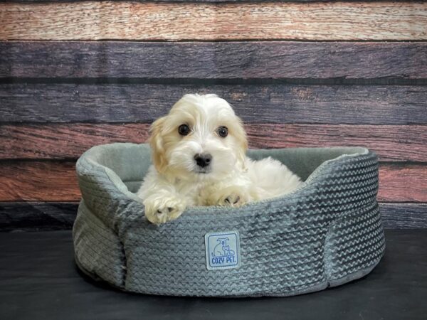 Maltese/Poodle-DOG-Male-White and Apricot-24394-Petland Scottsdale, Arizona