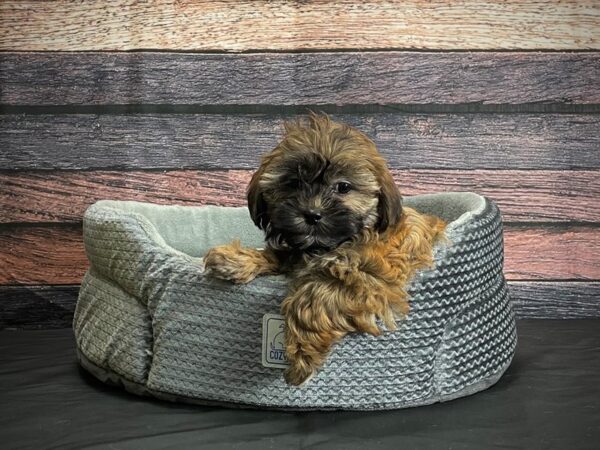 Poodle/Shih Tzu-DOG-Female-Gold-24393-Petland Scottsdale, Arizona