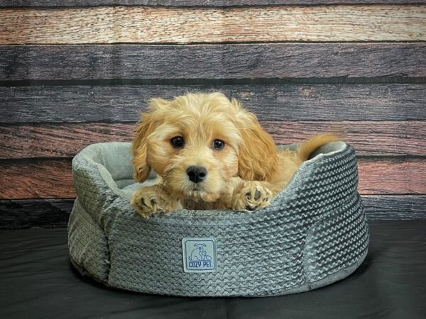 Bichon Frise/Cavalier King Charles Spaniel-DOG-Male-Cream-24392-Petland Scottsdale, Arizona
