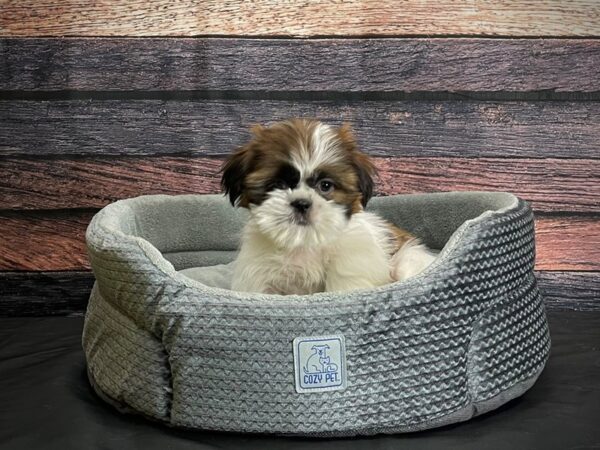 Shih Tzu-DOG-Female-Red and White-24391-Petland Scottsdale, Arizona