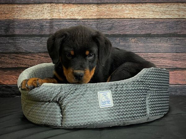 Rottweiler-DOG-Male-Black and Mahogany-24390-Petland Scottsdale, Arizona