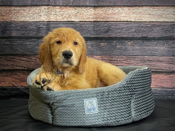 Golden Retriever-DOG-Male-Golden-24418-Petland Scottsdale, Arizona