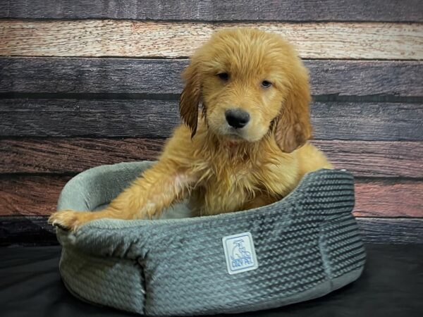Golden Retriever-DOG-Female-Golden-24419-Petland Scottsdale, Arizona