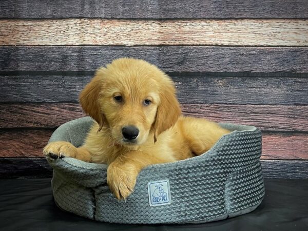 Golden Retriever-DOG-Female-Golden-24420-Petland Scottsdale, Arizona