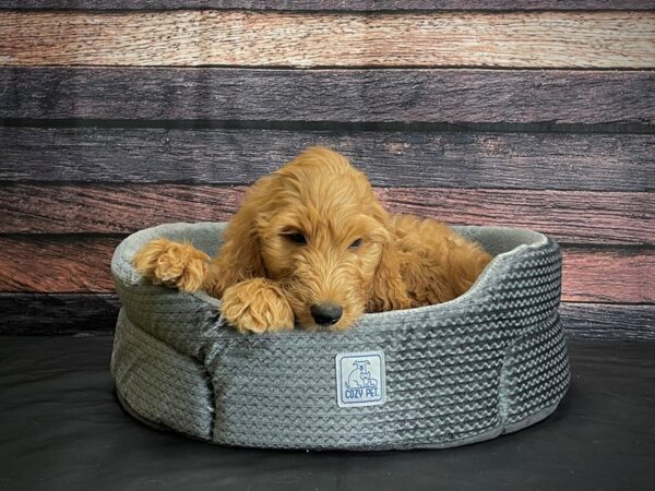 F1B Goldendoodle-DOG-Male-Golden-24421-Petland Scottsdale, Arizona