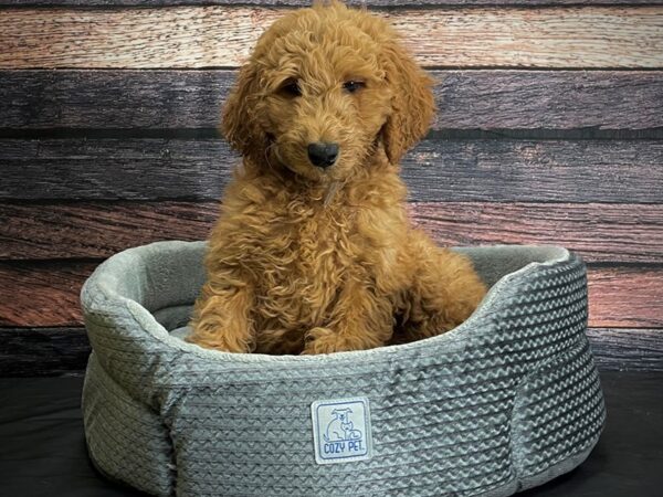 F1B Goldendoodle-DOG-Male-Golden-24422-Petland Scottsdale, Arizona