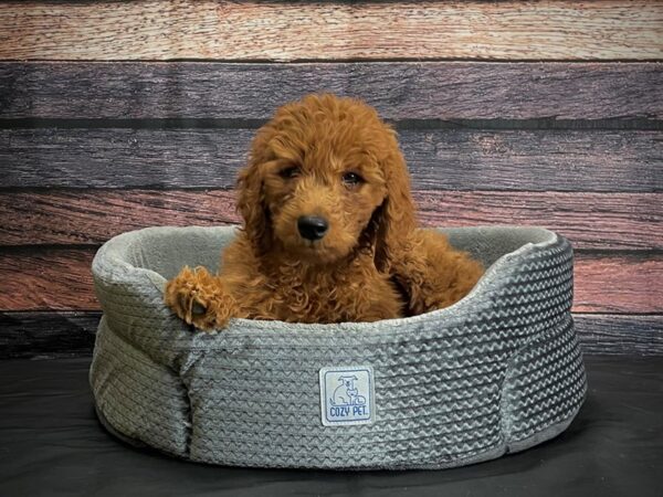 F1B Goldendoodle-DOG-Female-Golden-24423-Petland Scottsdale, Arizona