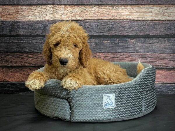F1B Goldendoodle-DOG-Male-Golden-24424-Petland Scottsdale, Arizona