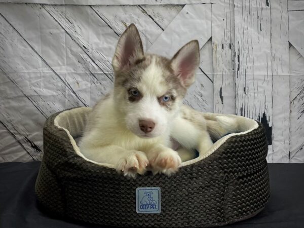 F1B Pomsky-DOG-Male-Merle-24425-Petland Scottsdale, Arizona