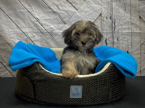Maltese/Yorkshire Terrier-DOG-Male-Black and Tan-24426-Petland Scottsdale, Arizona