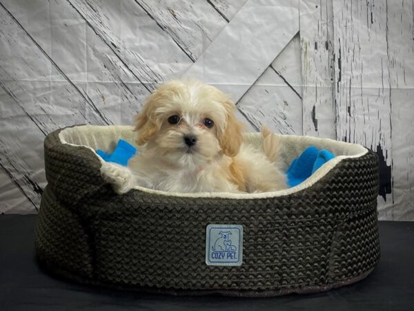 Bichon Frise/Havanese-DOG-Female-Cream-24427-Petland Scottsdale, Arizona