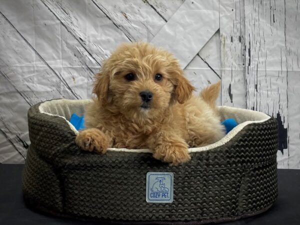 F1B Mini Goldendoodle-DOG-Female-Golden-24428-Petland Scottsdale, Arizona