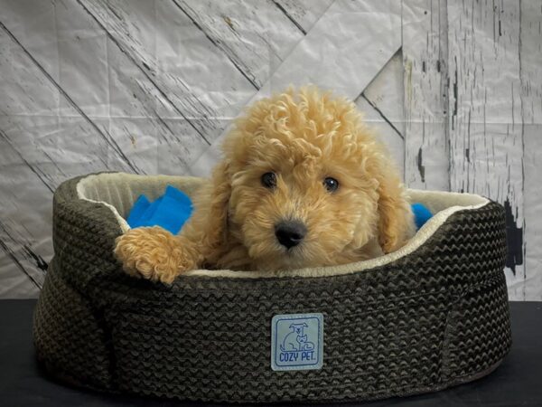 F1B Mini Goldendoodle-DOG-Male-Golden-24429-Petland Scottsdale, Arizona