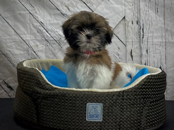 Shih Tzu-DOG-Female-Gold and White-24430-Petland Scottsdale, Arizona