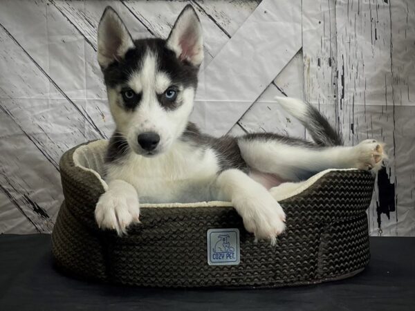 Siberian Husky-DOG-Male-Black and White-24431-Petland Scottsdale, Arizona