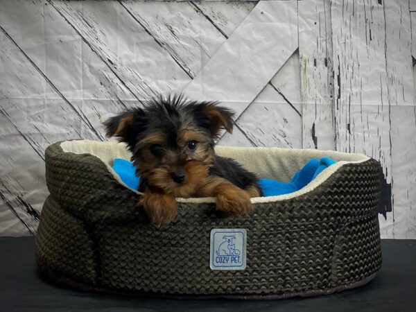 Yorkshire Terrier-DOG-Female-Black and Tan-24432-Petland Scottsdale, Arizona