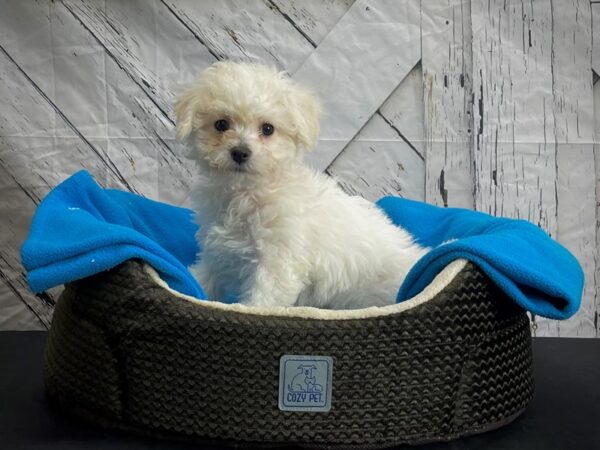 Bichon Frise-DOG-Female-White-24433-Petland Scottsdale, Arizona