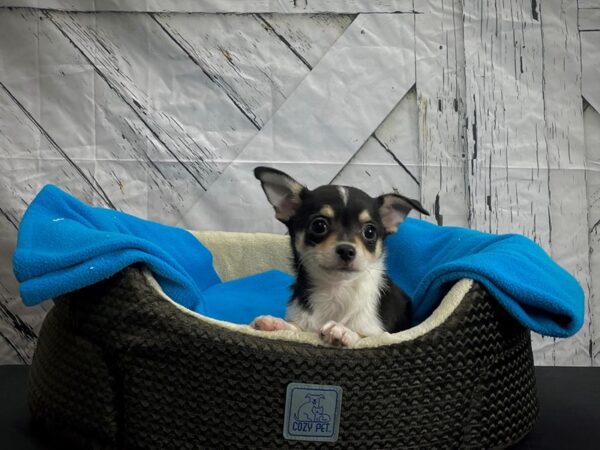 Chihuahua-DOG-Female-Black and Tan-24434-Petland Scottsdale, Arizona