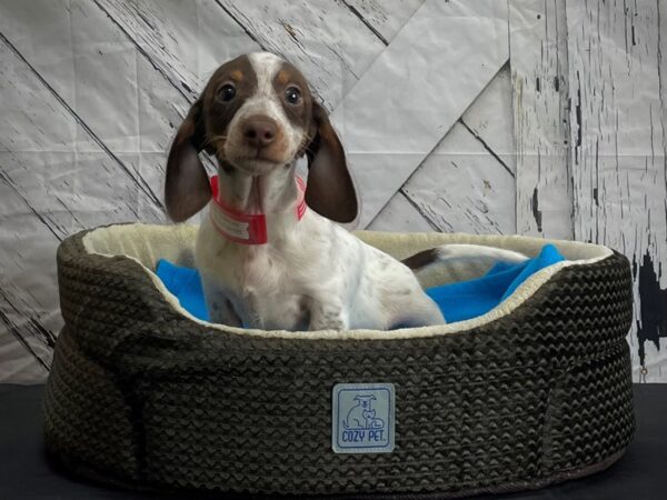 Dachshund-DOG-Female-Chocolate and Tan-24435-Petland Scottsdale, Arizona