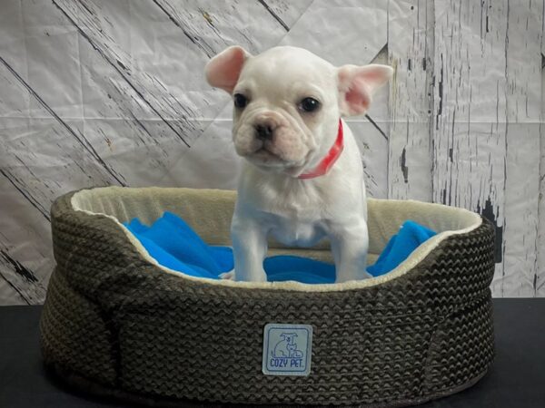 French Bulldog-DOG-Female-Cream-24436-Petland Scottsdale, Arizona