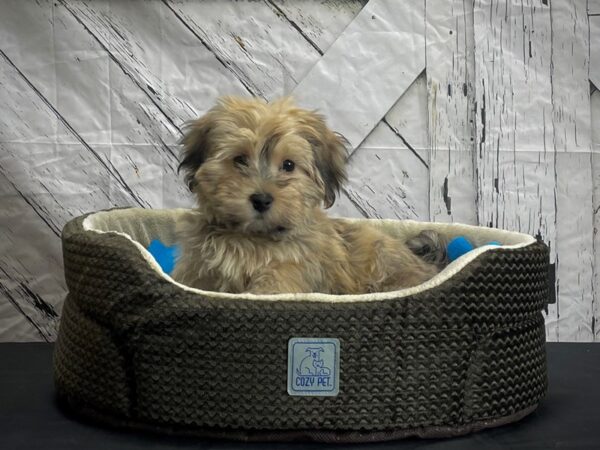 Havanese-DOG-Male-Gold Sable-24437-Petland Scottsdale, Arizona