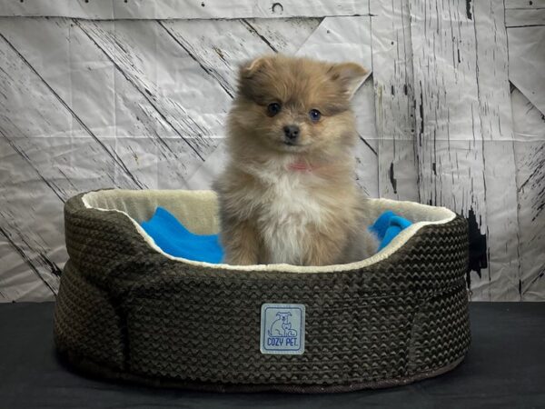 Pomeranian-DOG-Female-Orange Merle-24438-Petland Scottsdale, Arizona