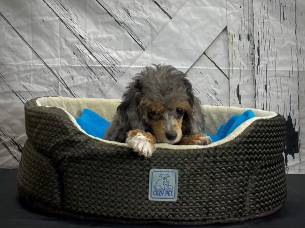 Poodle-DOG-Female-Blue Merle / Tan-24439-Petland Scottsdale, Arizona