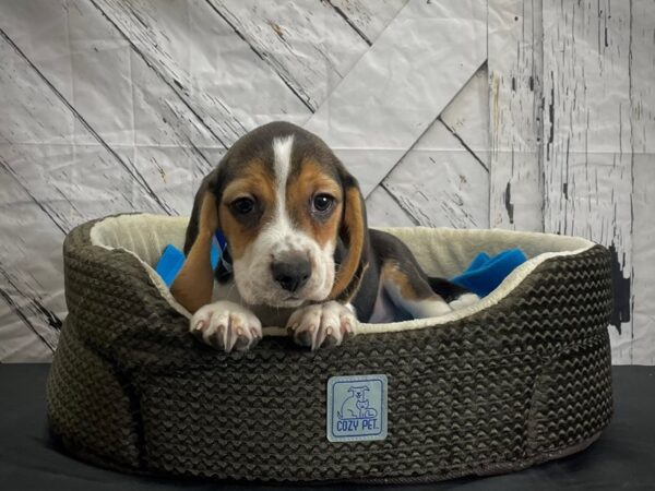 Beagle-DOG-Male-Black Tan / White-24440-Petland Scottsdale, Arizona
