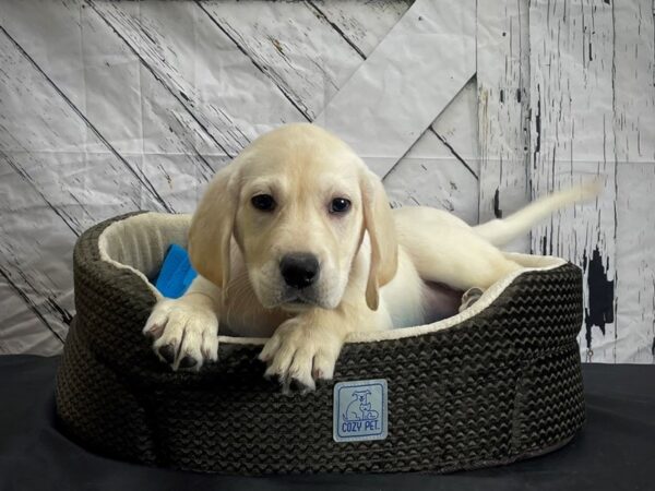 Labrador Retriever-DOG-Female-Yellow-24441-Petland Scottsdale, Arizona
