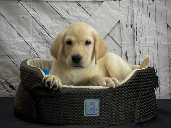 Labrador Retriever-DOG-Male-Yellow-24442-Petland Scottsdale, Arizona