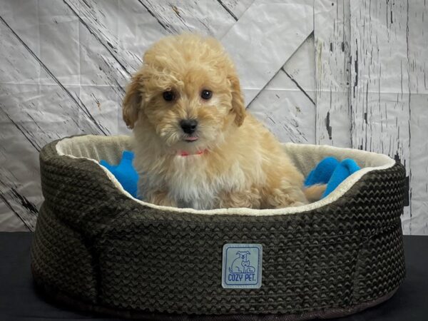 Bichon Frise/Poodle-DOG-Female-Apricot-24443-Petland Scottsdale, Arizona