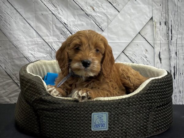 Cocker Spaniel/Poodle-DOG-Male--24444-Petland Scottsdale, Arizona
