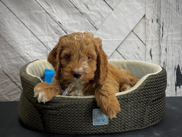 Cocker Spaniel/Poodle-DOG-Male--24445-Petland Scottsdale, Arizona