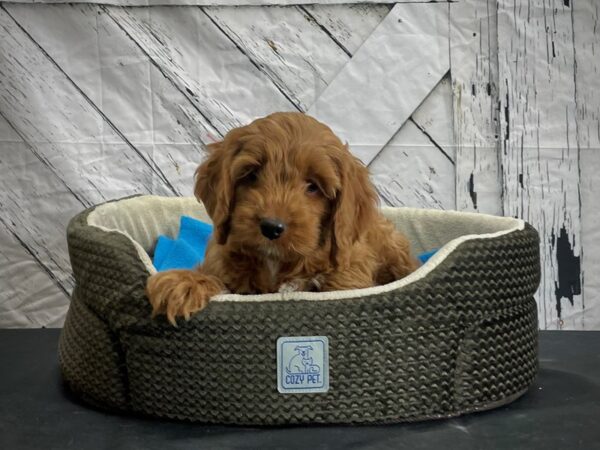 Cocker Spaniel/Poodle-DOG-Female--24446-Petland Scottsdale, Arizona
