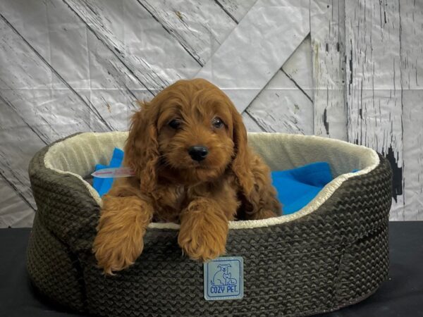 Cocker Spaniel/Poodle-DOG-Female--24447-Petland Scottsdale, Arizona