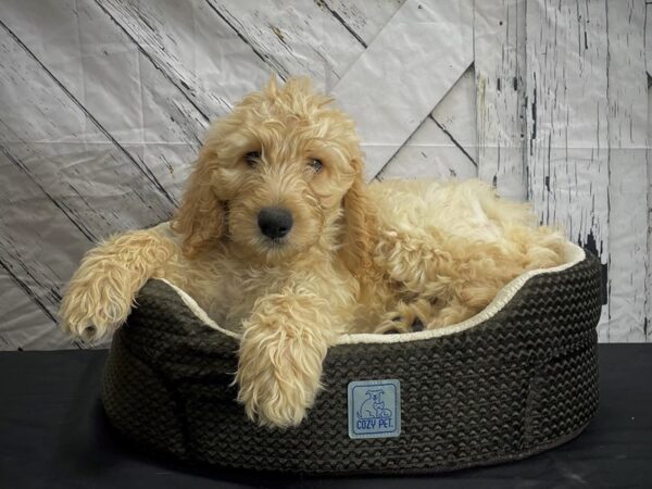 F1B Goldendoodle-DOG-Male-Golden-24448-Petland Scottsdale, Arizona