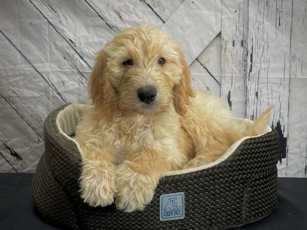 F1B Goldendoodle-DOG-Female-Golden-24449-Petland Scottsdale, Arizona