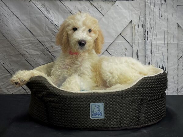 F1B Goldendoodle-DOG-Female-Golden-24450-Petland Scottsdale, Arizona