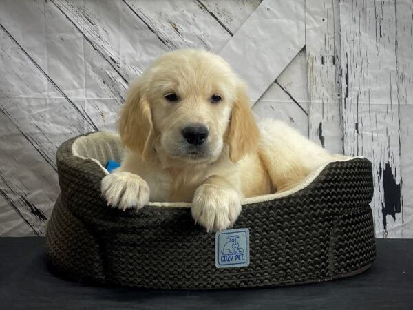 Golden Retriever-DOG-Male-Golden-24451-Petland Scottsdale, Arizona