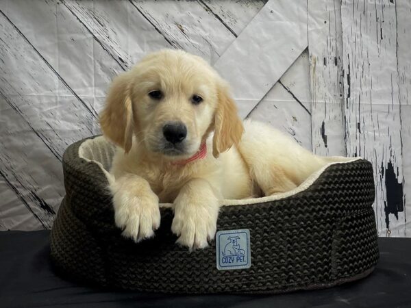 Golden Retriever-DOG-Female-Golden-24452-Petland Scottsdale, Arizona