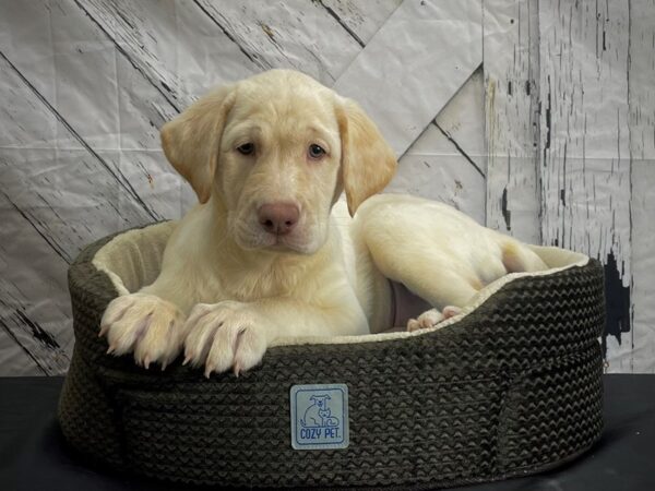 Labrador Retriever-DOG-Female-Yellow-24454-Petland Scottsdale, Arizona