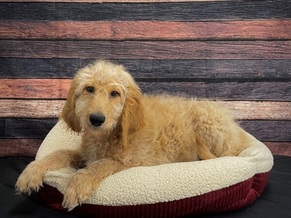 F1B Goldendoodle-DOG-Male-Golden-24373-Petland Scottsdale, Arizona