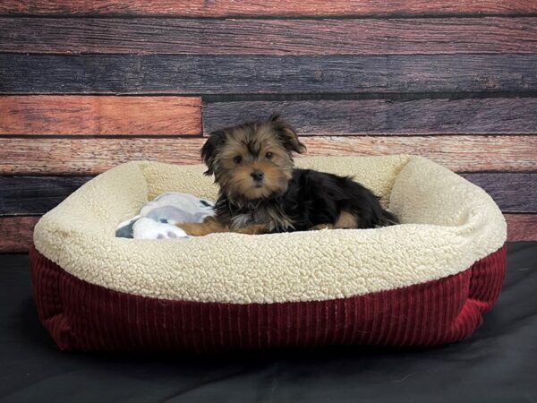Yorkshire Terrier-DOG-Female-Black / Tan-24368-Petland Scottsdale, Arizona